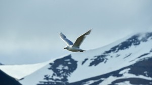 Witnessing wildlife in the Arctic and Antarctica with Dr. Damon Stanwell-Smith and James Lowen