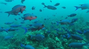 Explore Bermuda’s marine life with BIOS CEO, Dr. William Curry