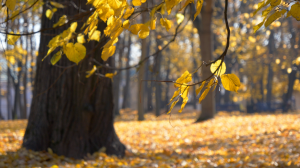 Meditation: Mindfulness with Mona Therese