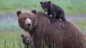 Explore our Alaska & the Inside Passage itinerary with Joost Ouendag