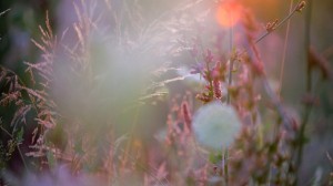 Meditation: Mindfulness with Mona Therese, Going Inward