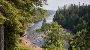 Explore the science behind monitoring forest health from space with Barry Rock