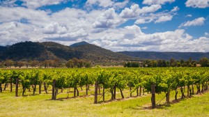 Raise a glass to Sydney’s Hunter Valley with winemaker Savannah Peterson 