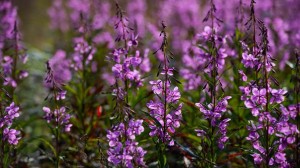 Breath Awareness Meditation