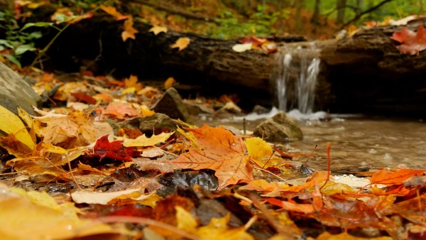Meditation: Mindfulness with Mona Therese