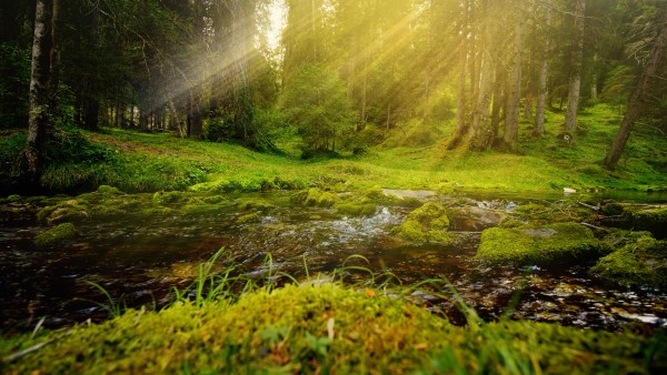 Meditation: Mindfulness with Mona Therese, The Five Senses Meditation