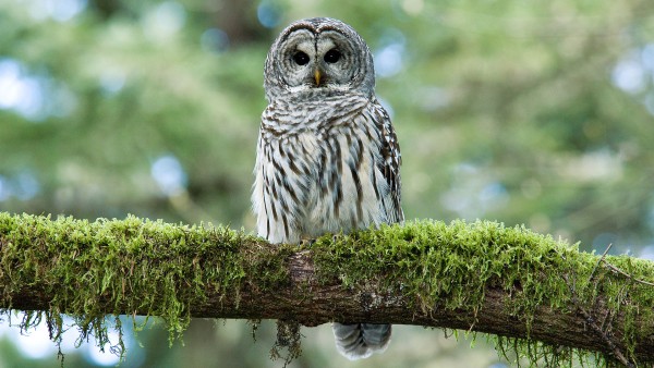 Immerse yourself in nature with photographer George Sranko