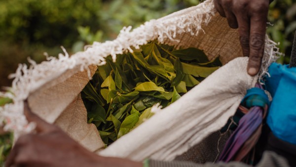 Alastair Miller in conversation with Dilhan and Malik Fernando of Dilmah Tea