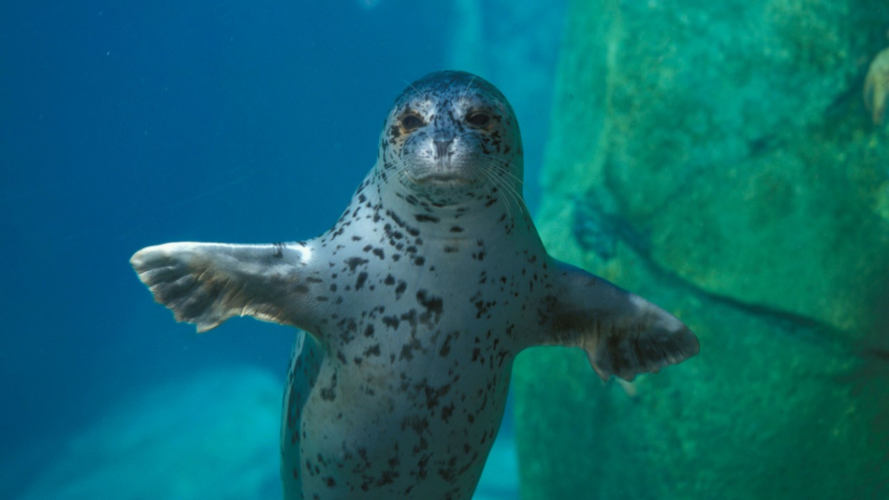 Embark on a guided tour of the Alaska SeaLife Center)