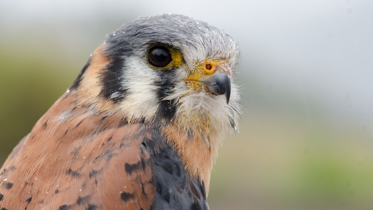 Learn about the diversity of birds with ornithologist Christopher Wood)