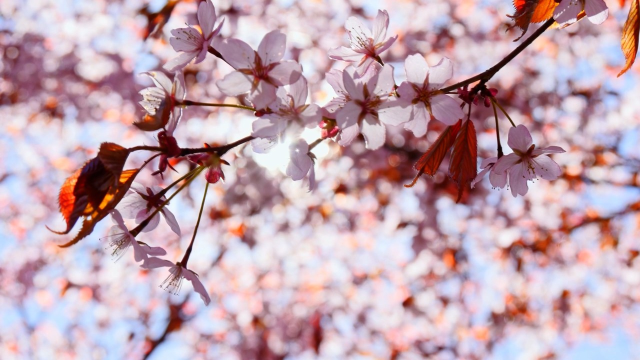 Meditation: Mindfulness with Mona Therese)