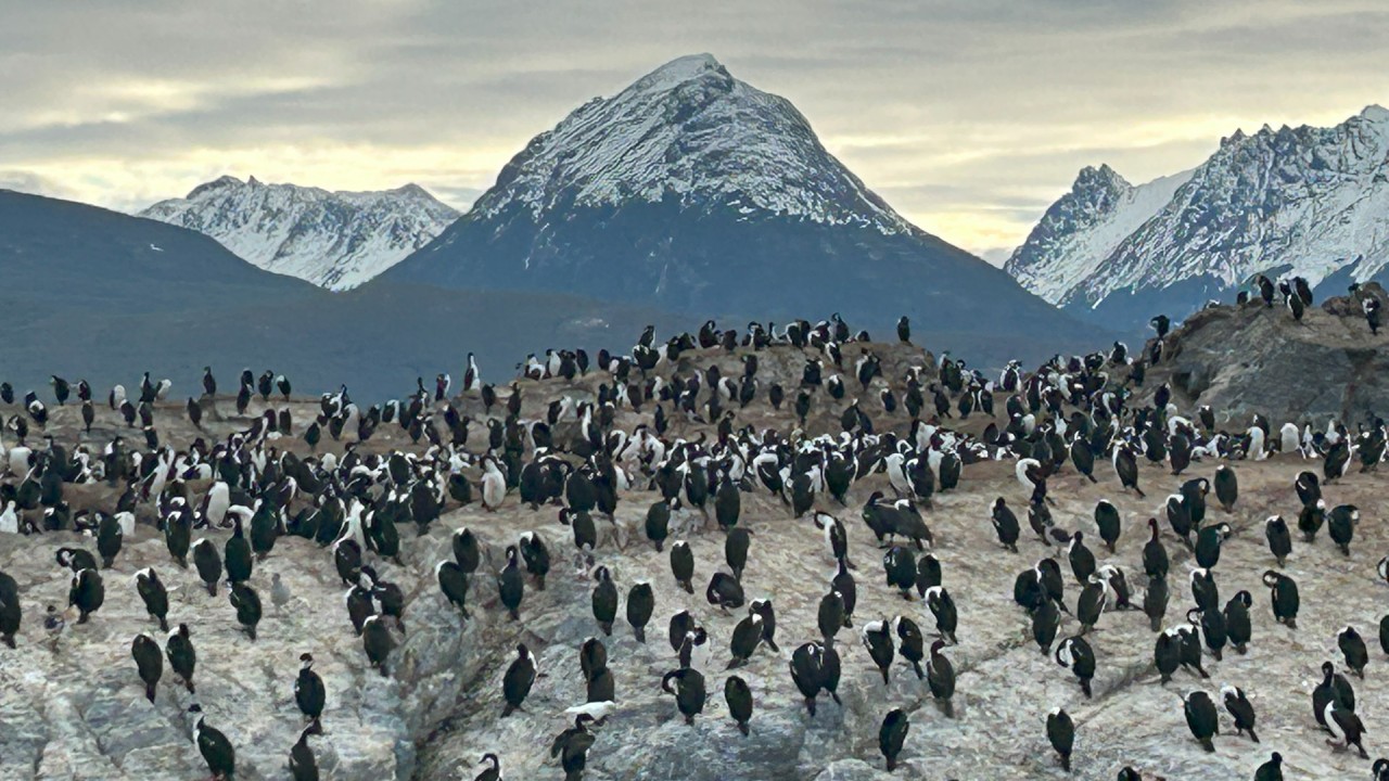 Discover the best of South America with illustrator Suzy-Jane Tanner)