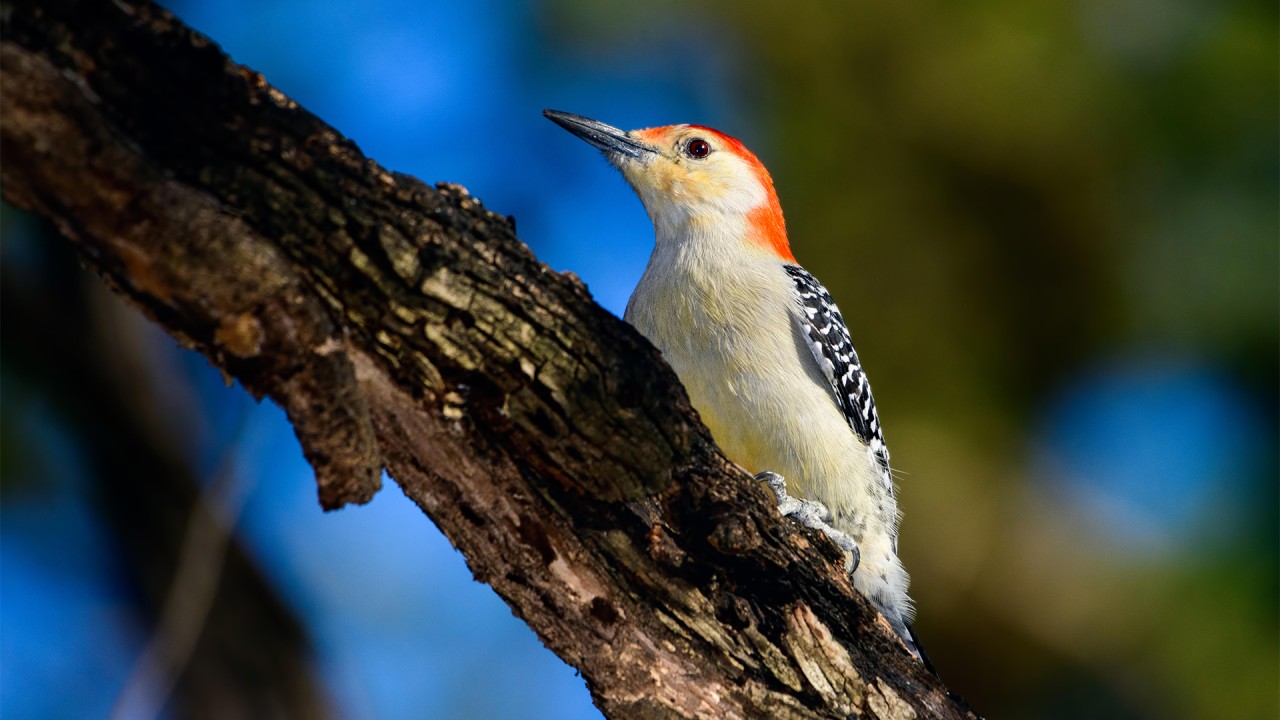 Discover Mississippi Delta bird species with our partners at the Cornell Lab of Ornithology)