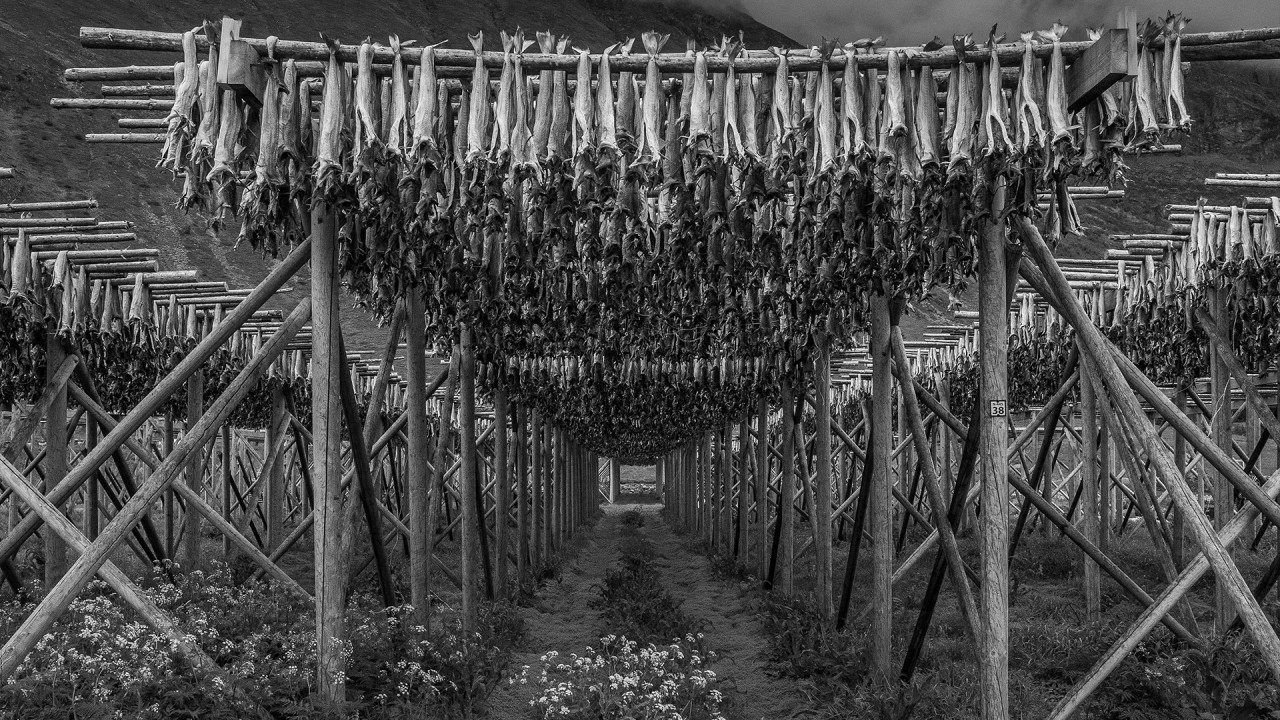 Fish Drying